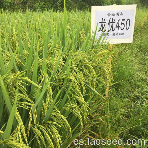 Semillas de arroz sin OGM de alta calidad